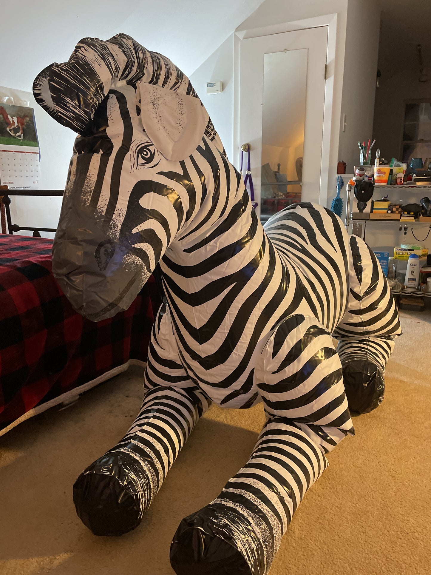 72” zebra